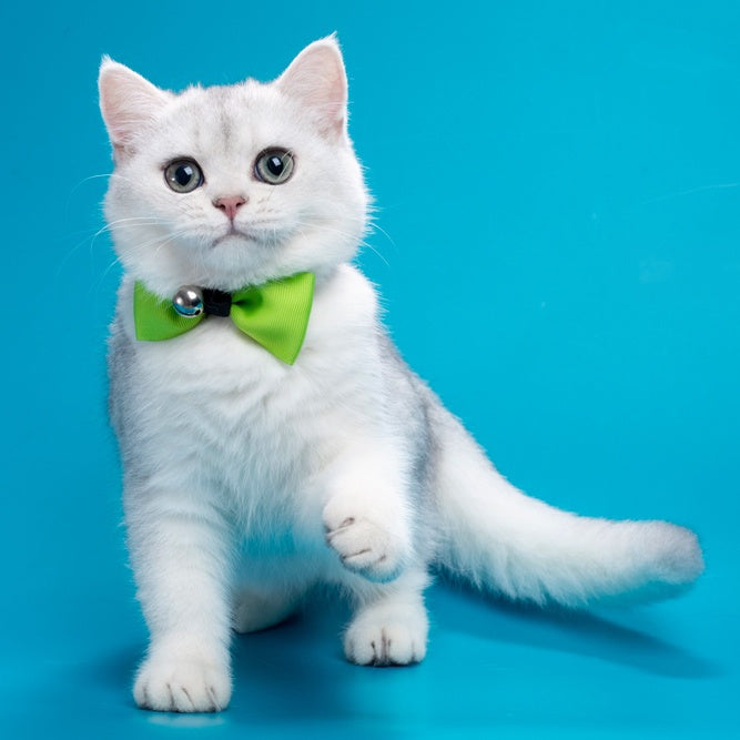 Fred British Shorthair male, chocolate silver shaded