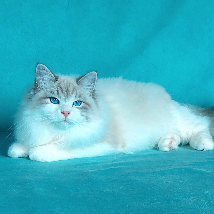 Nummarius Siberian male, blue bicolour tabby pointed
