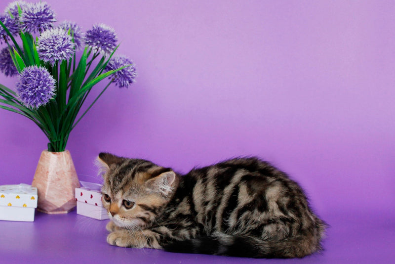 Rose British Shorthair female, black tabby
