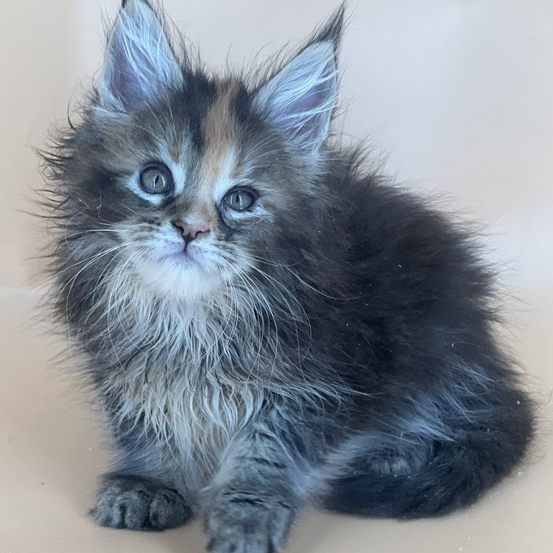 Bella Maine Coon female, black tortie silver