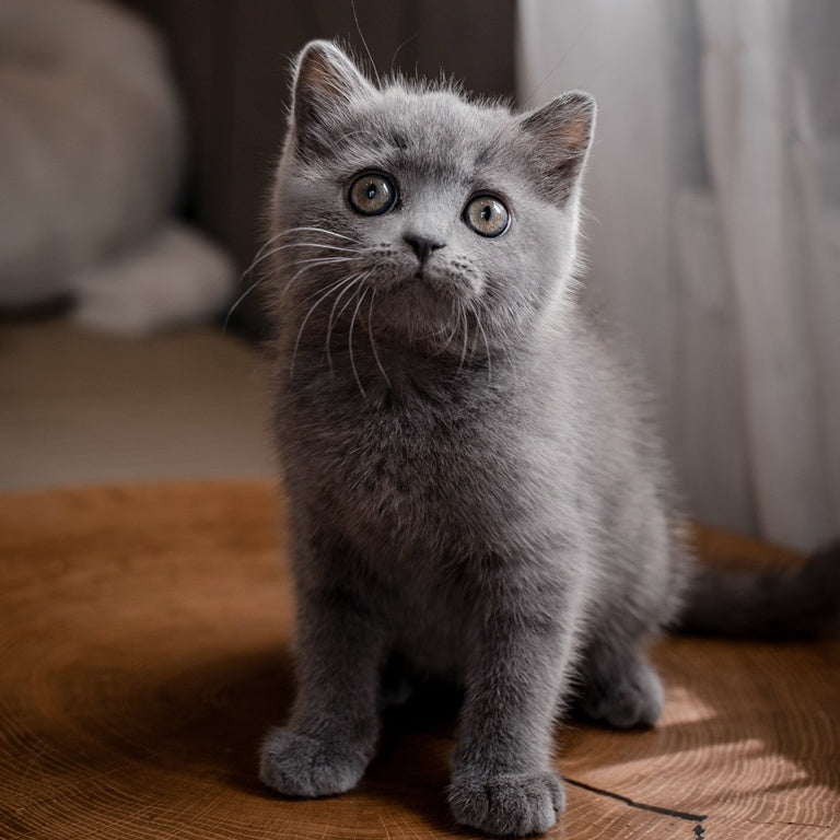 Alan British Shorthair male, blue