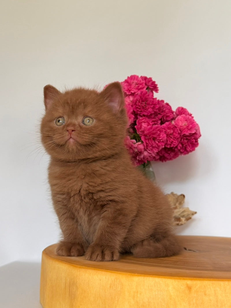 Finn British Shorthair male, cinnamon