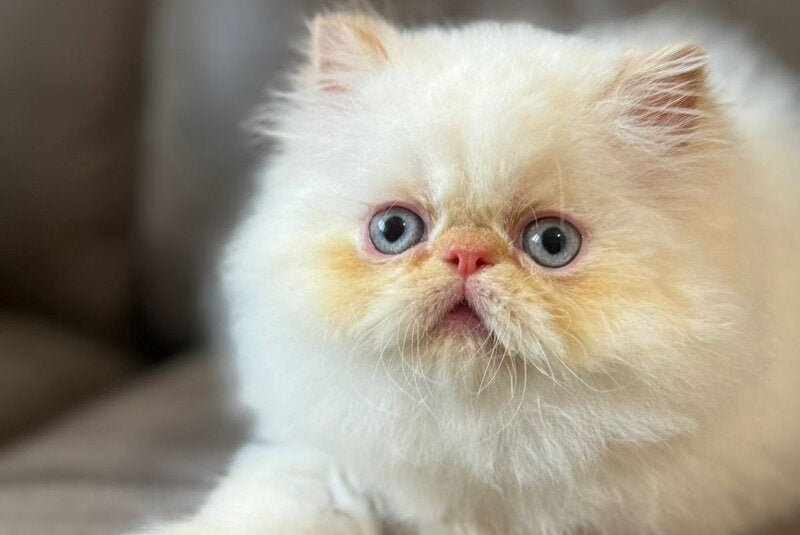 Archi Persian male, red pointed