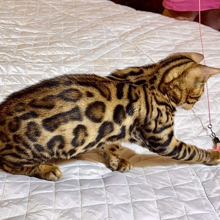 Kent Bengal male, black spotted tabby