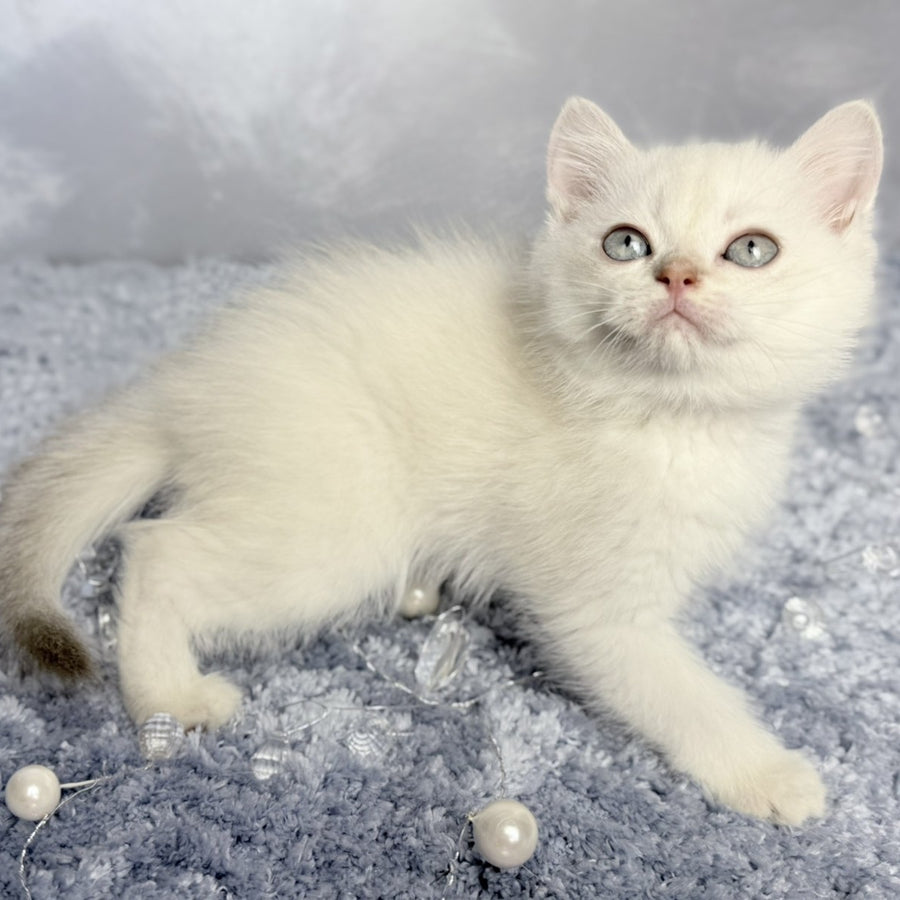 Jordan Scottish Straight female, blue golden shaded pointed