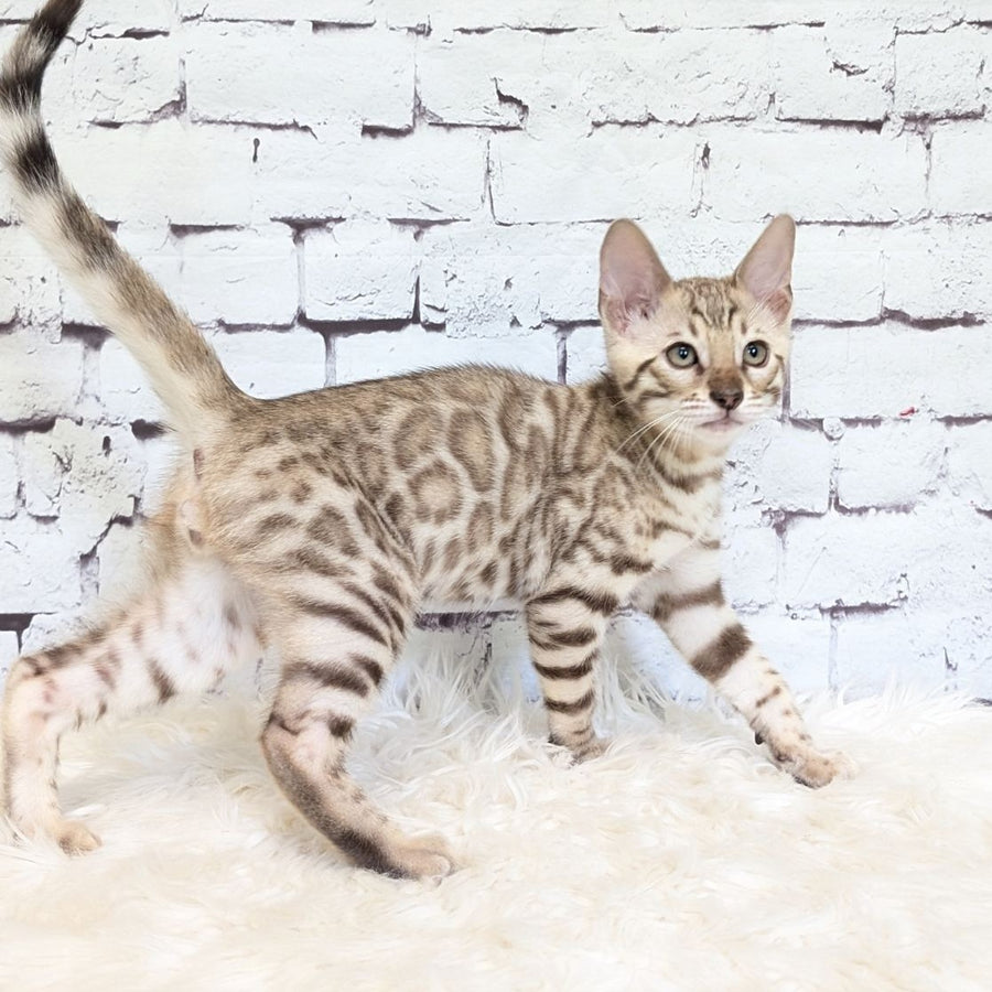 Ashton Bengal male, black silver spotted tabby pointed