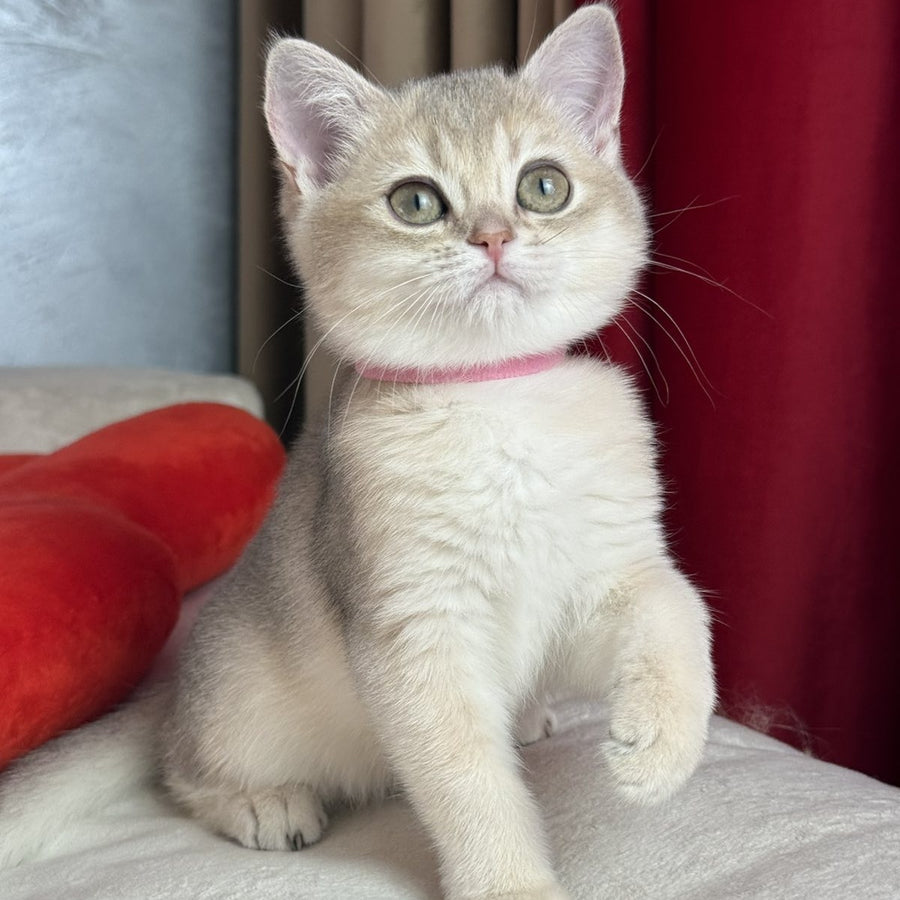 Elpati Scottish Straight female, blue golden shaded