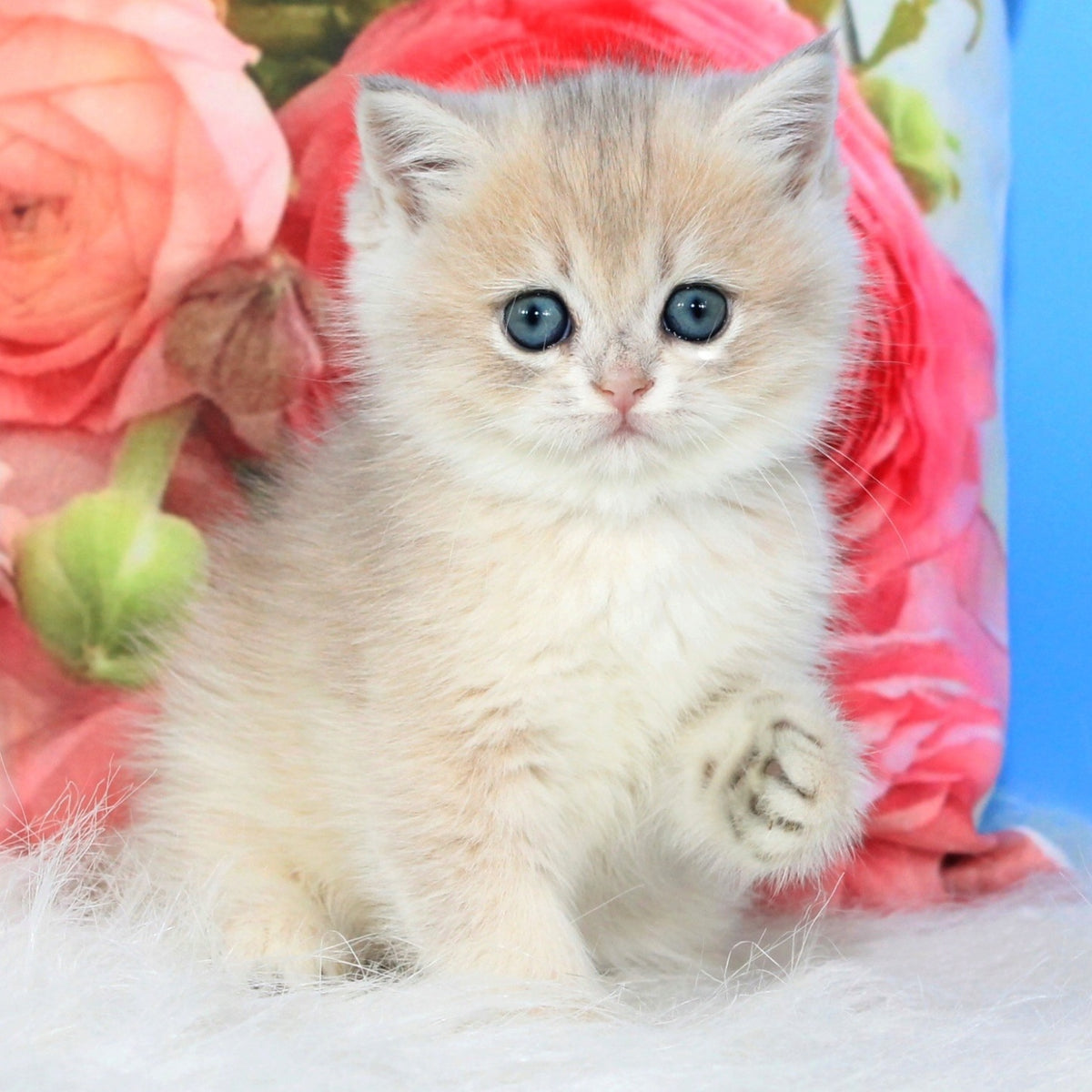 Ulyana British Shorthair female, blue golden shaded