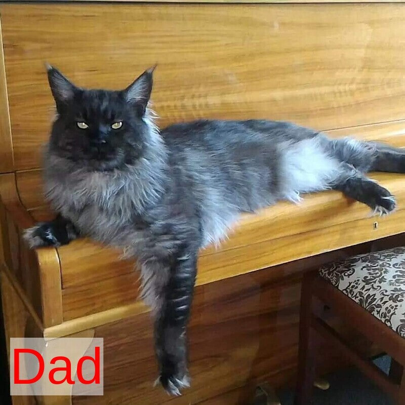 Norman Maine Coon male, black tabby