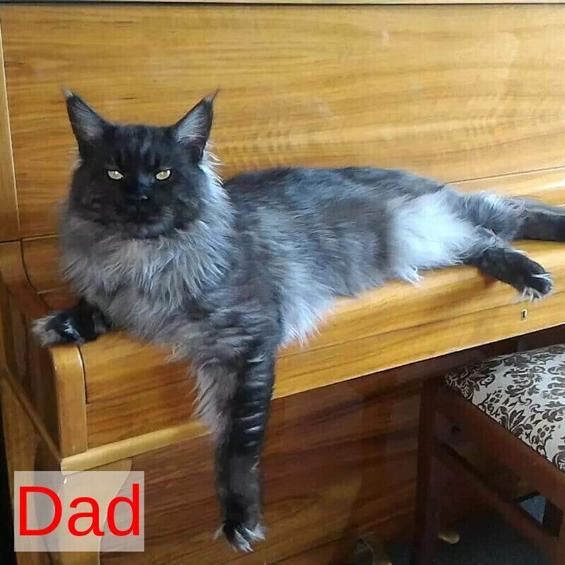 Nike Maine Coon male, black tabby