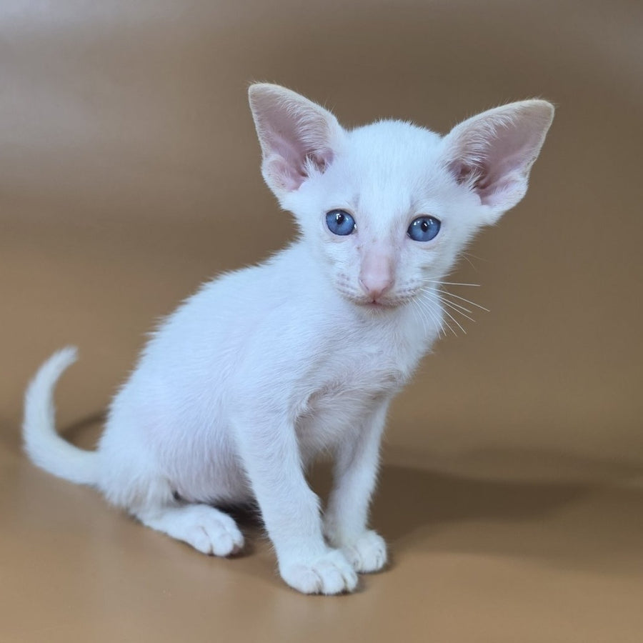Draco Siamese male, red