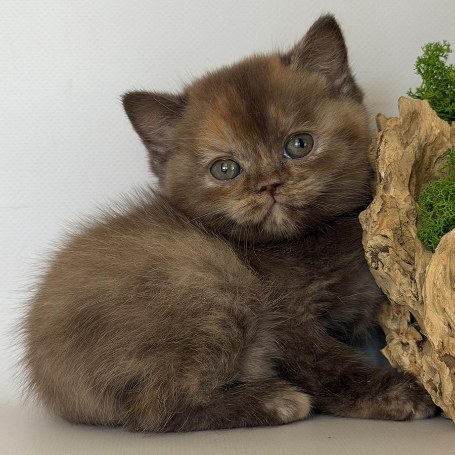 Giana British Shorthair female, cinnamon tortie