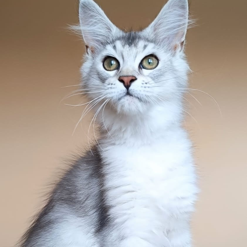 Evana Maine Coon female, black silver ticked tabby