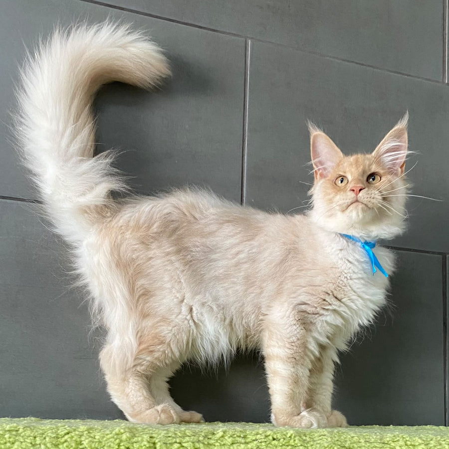 Wakayama Maine Coon male, cream silver