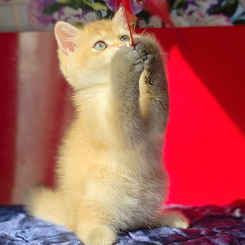 Timka British Shorthair male, black golden chinchilla