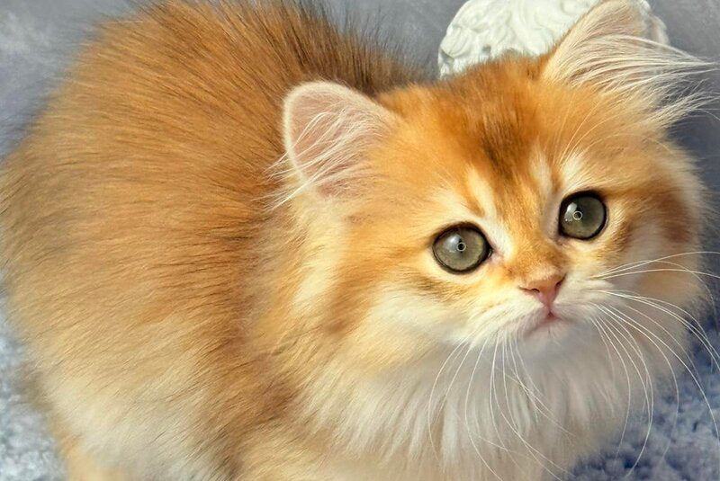 Dusha Scottish Straight female black golden shaded - live animals