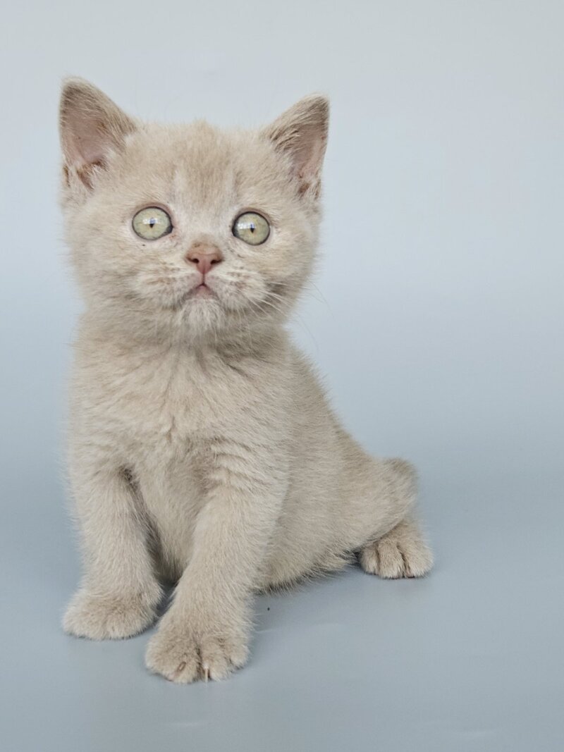 Ami British Shorthair female, fawn