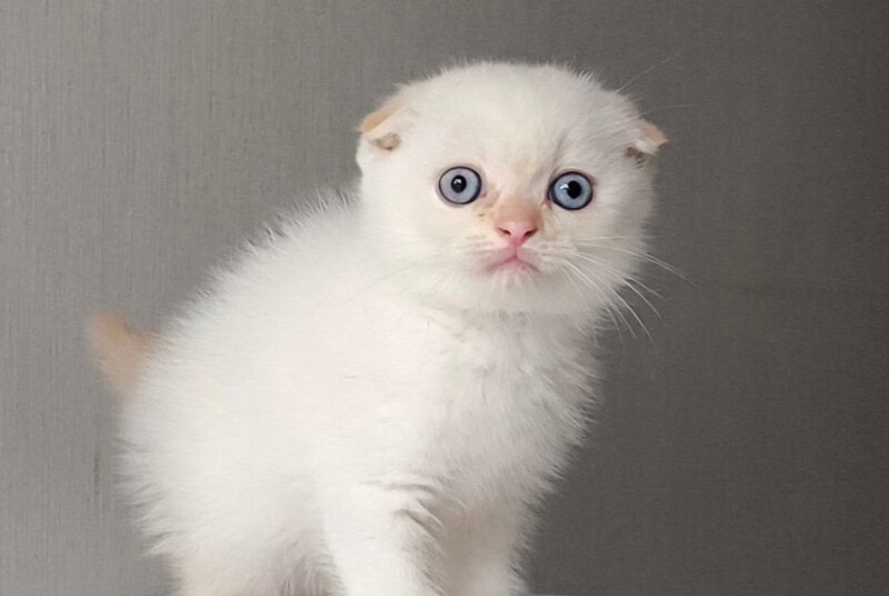 Heart Scottish Fold male, red pointed