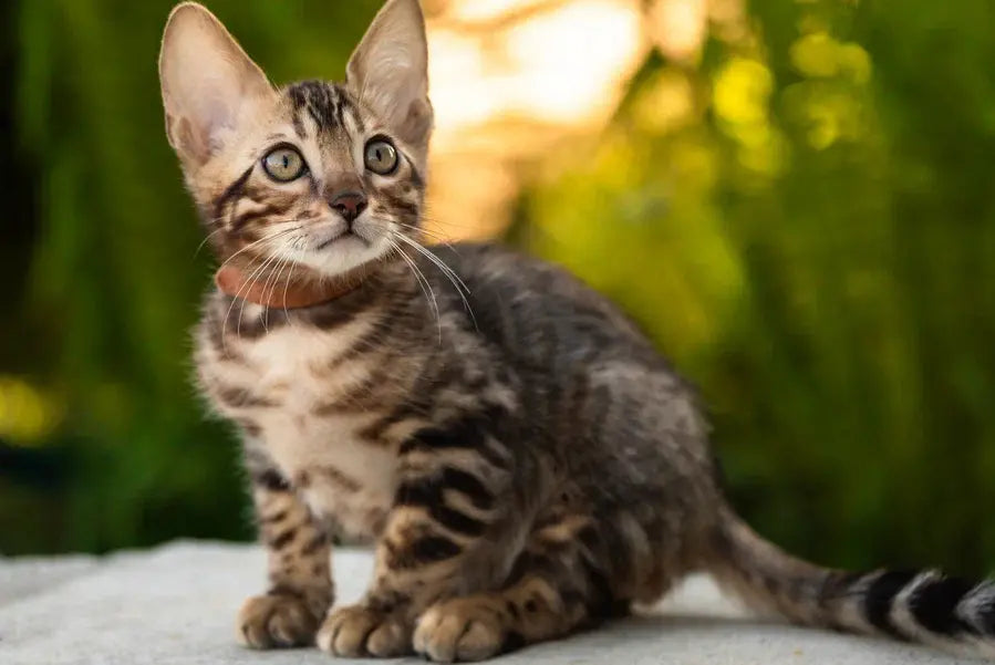Baron Bengal male black spotted tabby - live animals