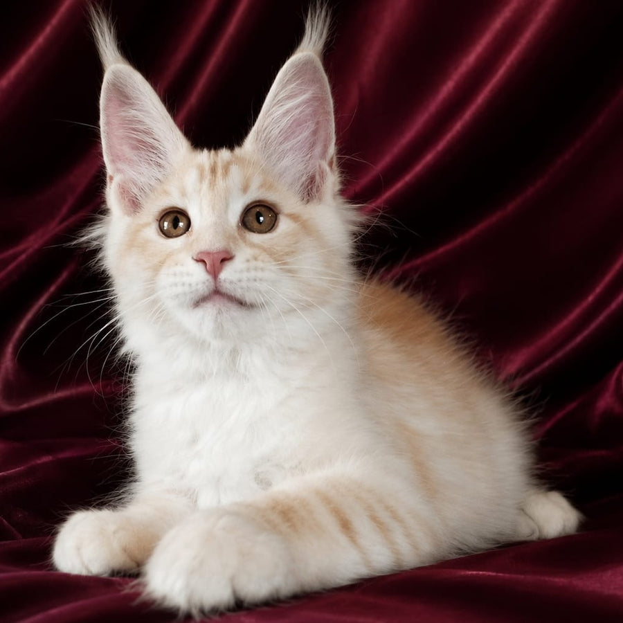Vitas Maine Coon male, red silver tabby