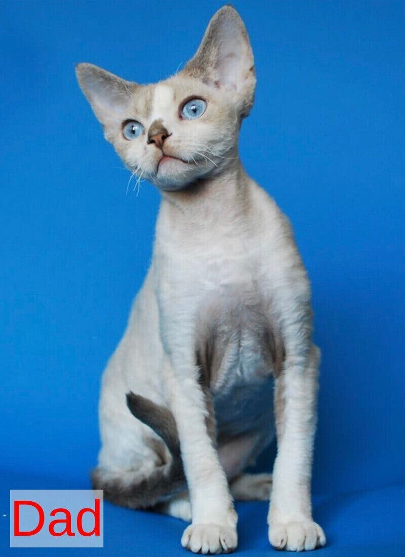 Ace Devon Rex male, red pointed