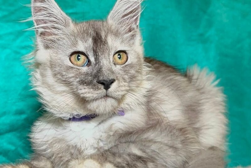 Milissa Maine Coon female, black silver