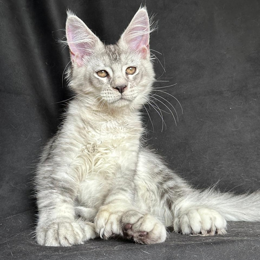 Jet Maine Coon polydactyl 6x6x6x6 male, black silver ticked tabby