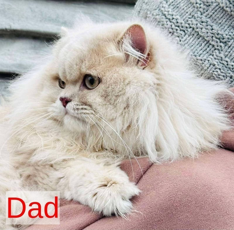 Plush British Longhair male blue golden chinchilla live animals