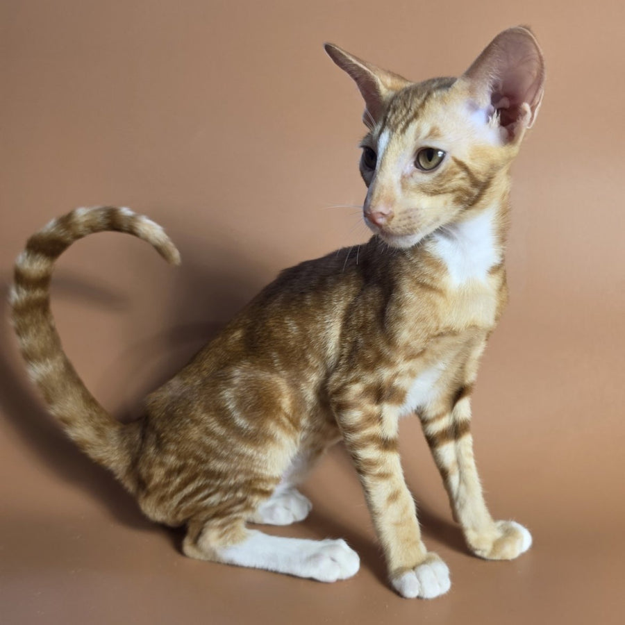 Xylan Oriental Shorthair male, red tabby mitted