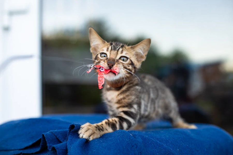 Baron Bengal male black spotted tabby - live animals