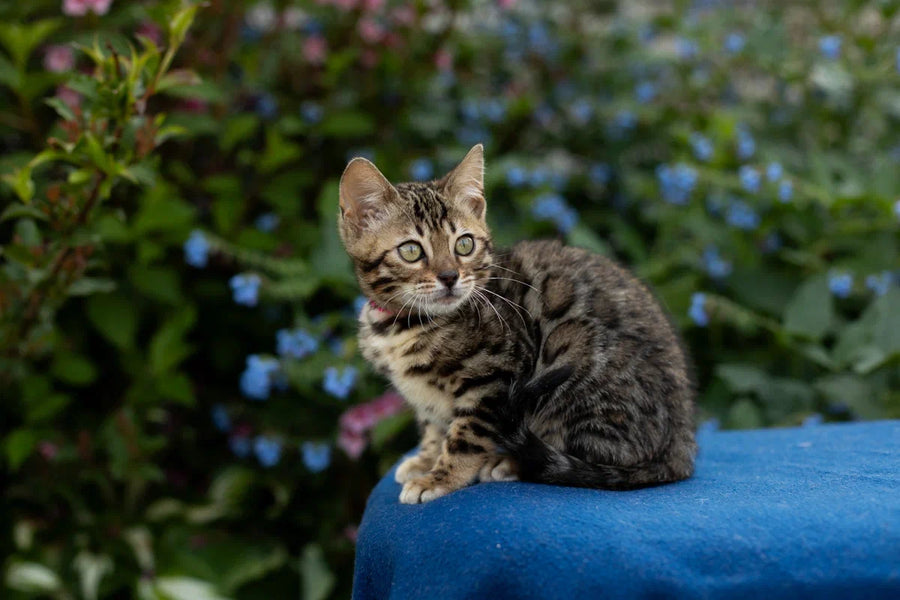 Dixie Bengal female black spotted tabby - live animals