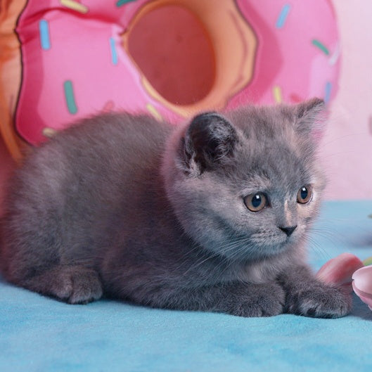 Aiza British Shorthair female, blue tortie