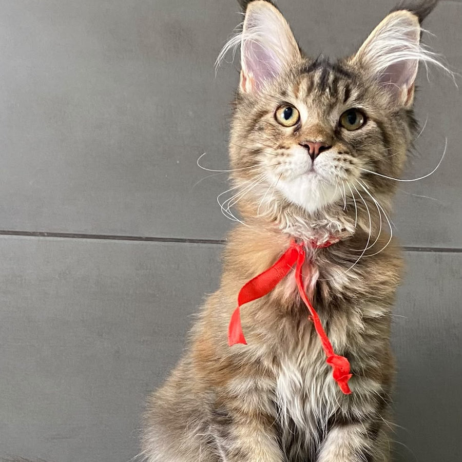 Six Maine Coon female, black tortie tabby