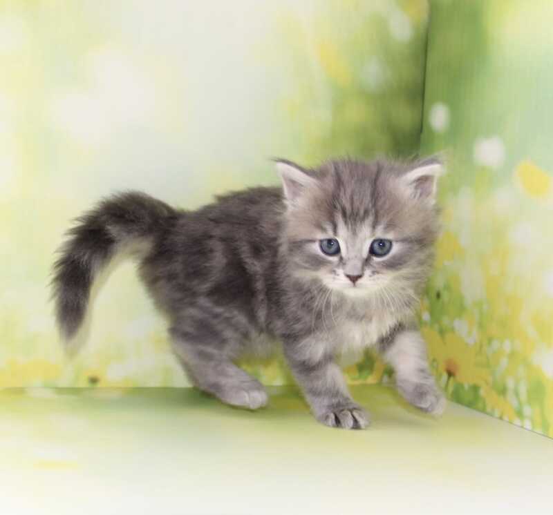 Konfetka Siberian female blue tortie tabby - live animals