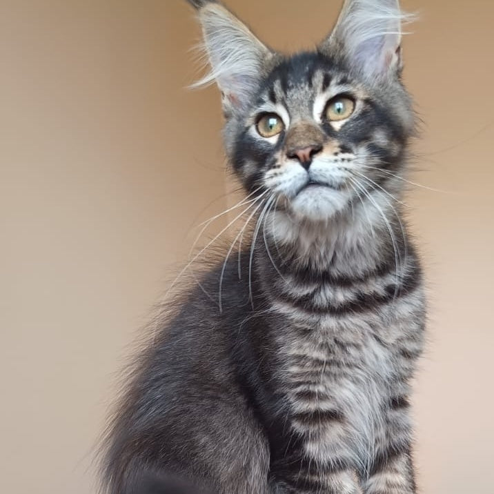 Esma Maine Coon female, black ticked tabby