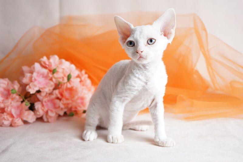 Nika Devon Rex female white - live animals