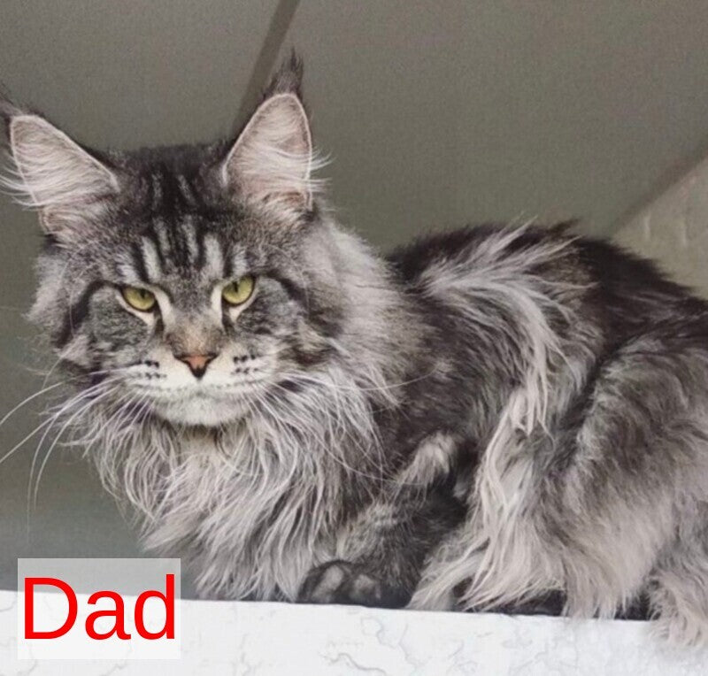 Xena Maine Coon polydactyl female, black ticked tabby