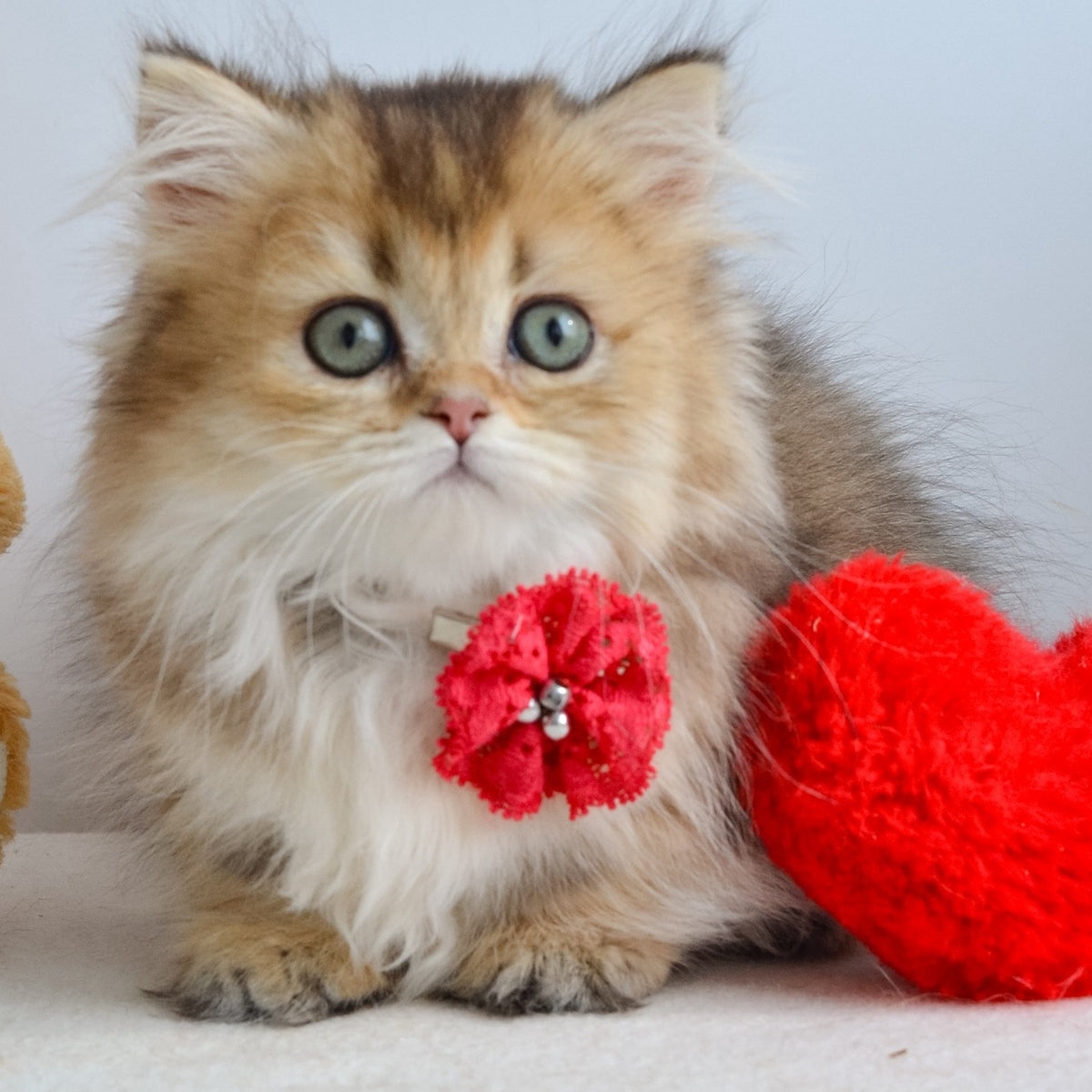 Ivie Munchkin female, black golden ticked tabby