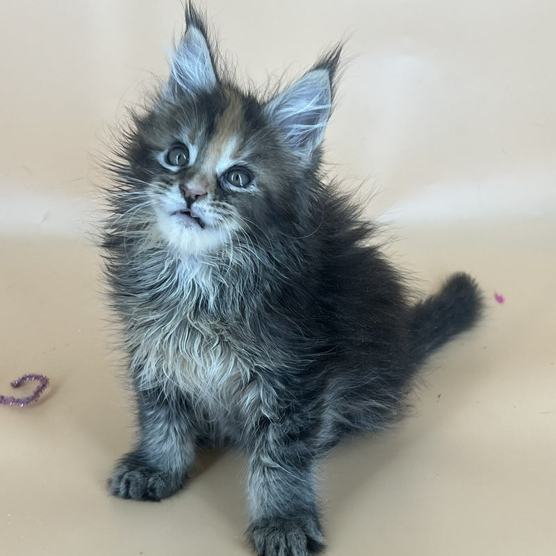 Bella Maine Coon female, black tortie silver