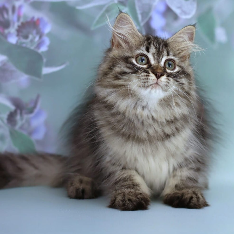 Gemma Siberian female, black spotted tabby