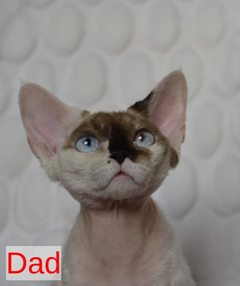 Van Devon Rex male, black harlequin