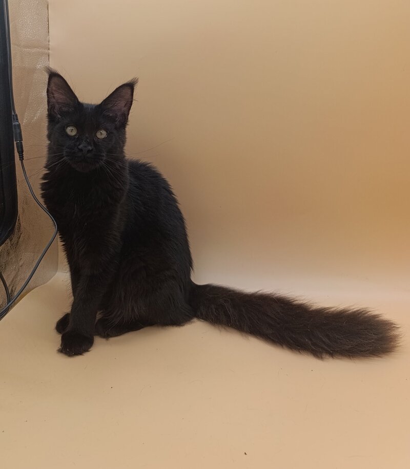 Iris Maine Coon female black silver - live animals