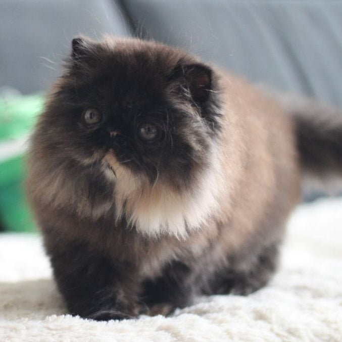 Cintia Persian female, black tortie