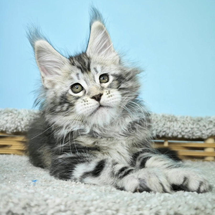 Henry Maine Coon male, black silver tabby