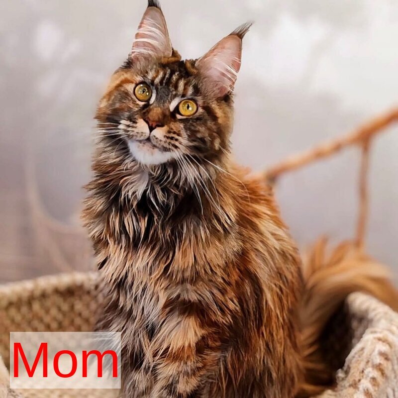 Domino Maine Coon polydactyl 6x6x6x6 male, black ticked tabby bicolour