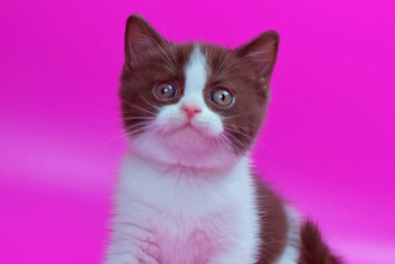 Quira British Shorthair female, chocolate bicolour