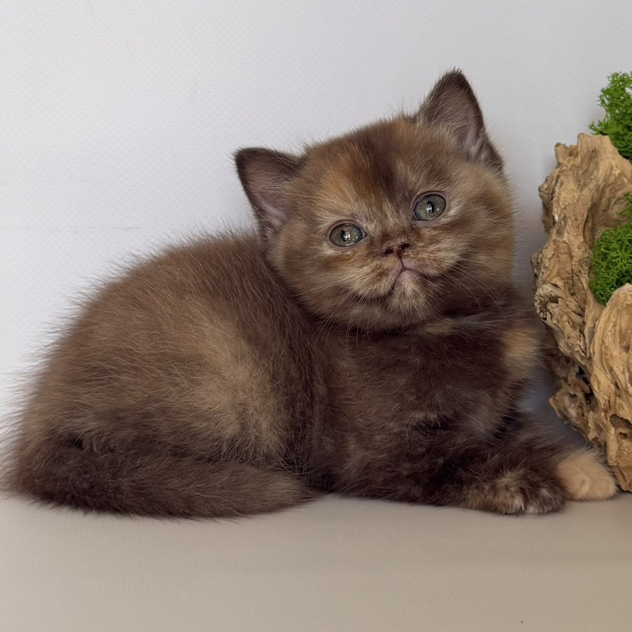 Giana British Shorthair female, cinnamon tortie