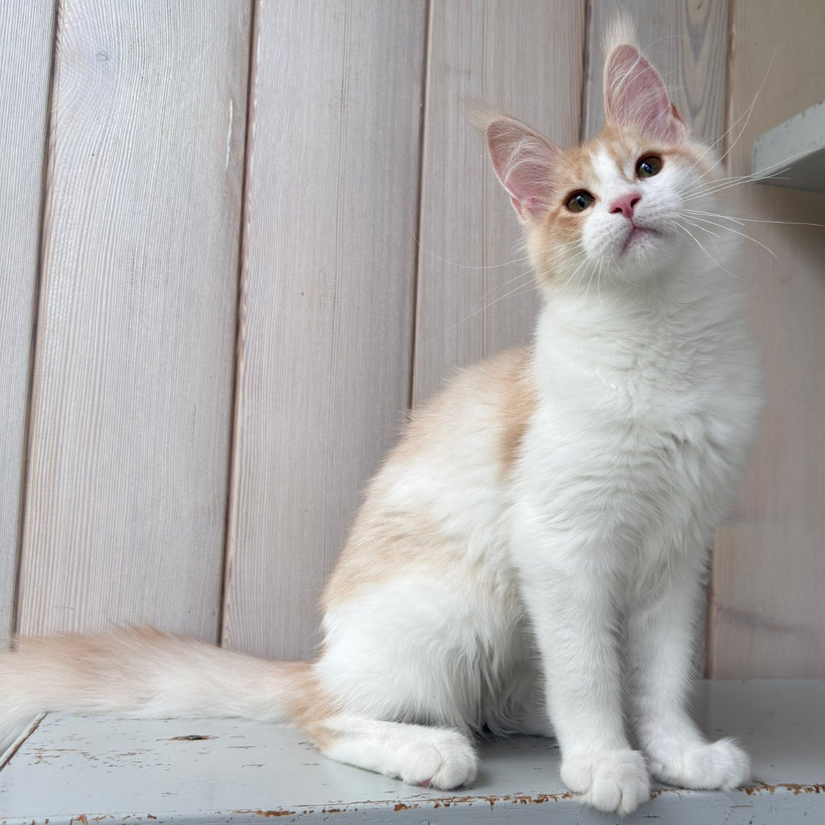 Nicole Maine Coon female, cream silver spotted tabby bicolour