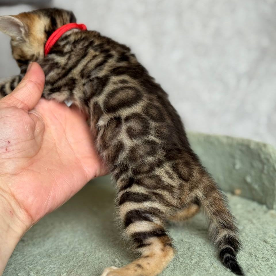 Estella Bengal female, black spotted tabby