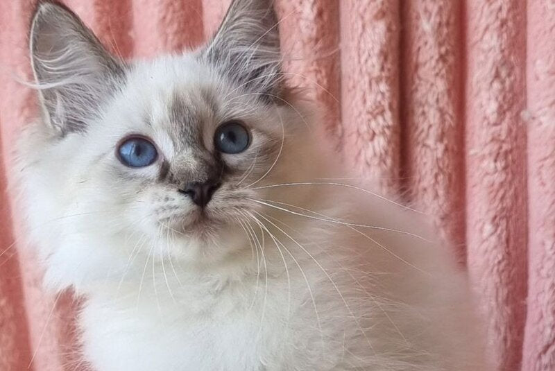 Tosya Siberian female, black tabby pointed with white